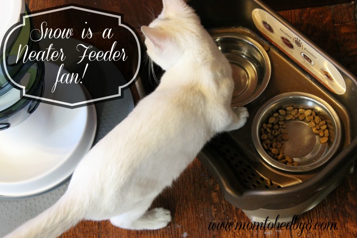 No More Feline Food Messes With The Cat Neater Feeder Review