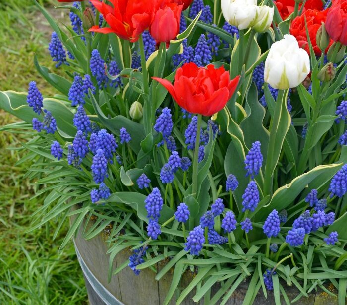 Flower Bed Red White And Blue Flowers Background Of