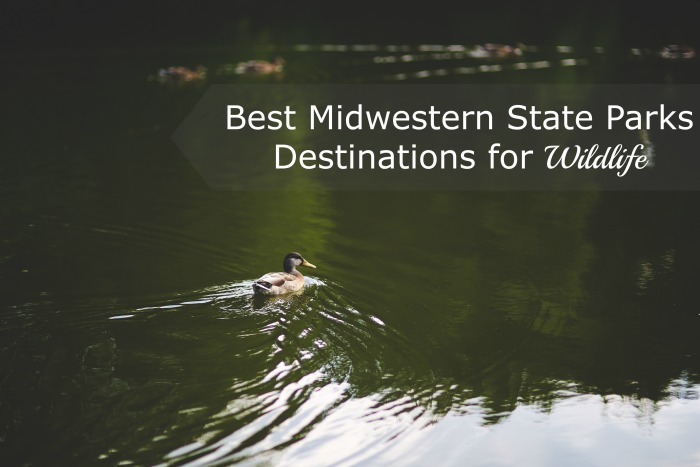 Best Midwestern State Parks Destinations for Wildlife