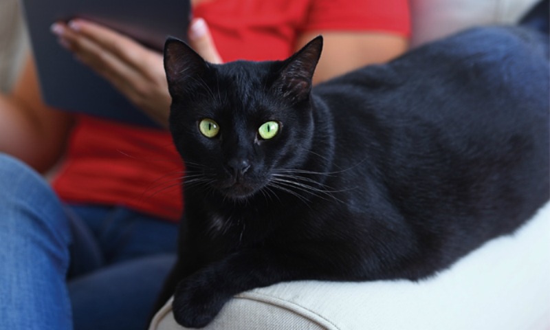 Your Cat’s Scratch Has Met Its Match