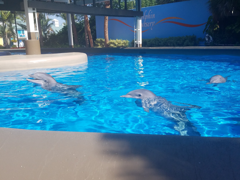 Non Amusement Park Adventures In Orlando - Seaworld