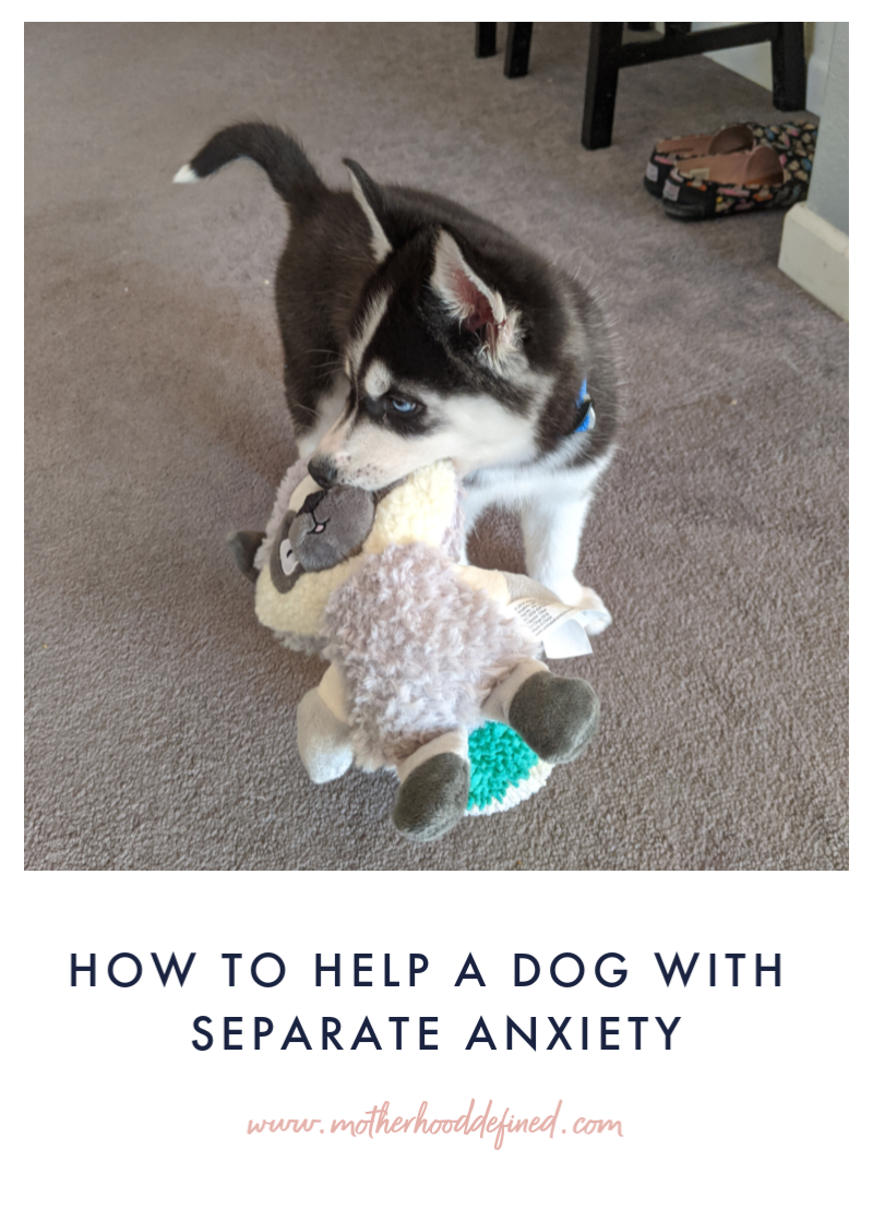 How to Help a Dog with Separation Anxiety