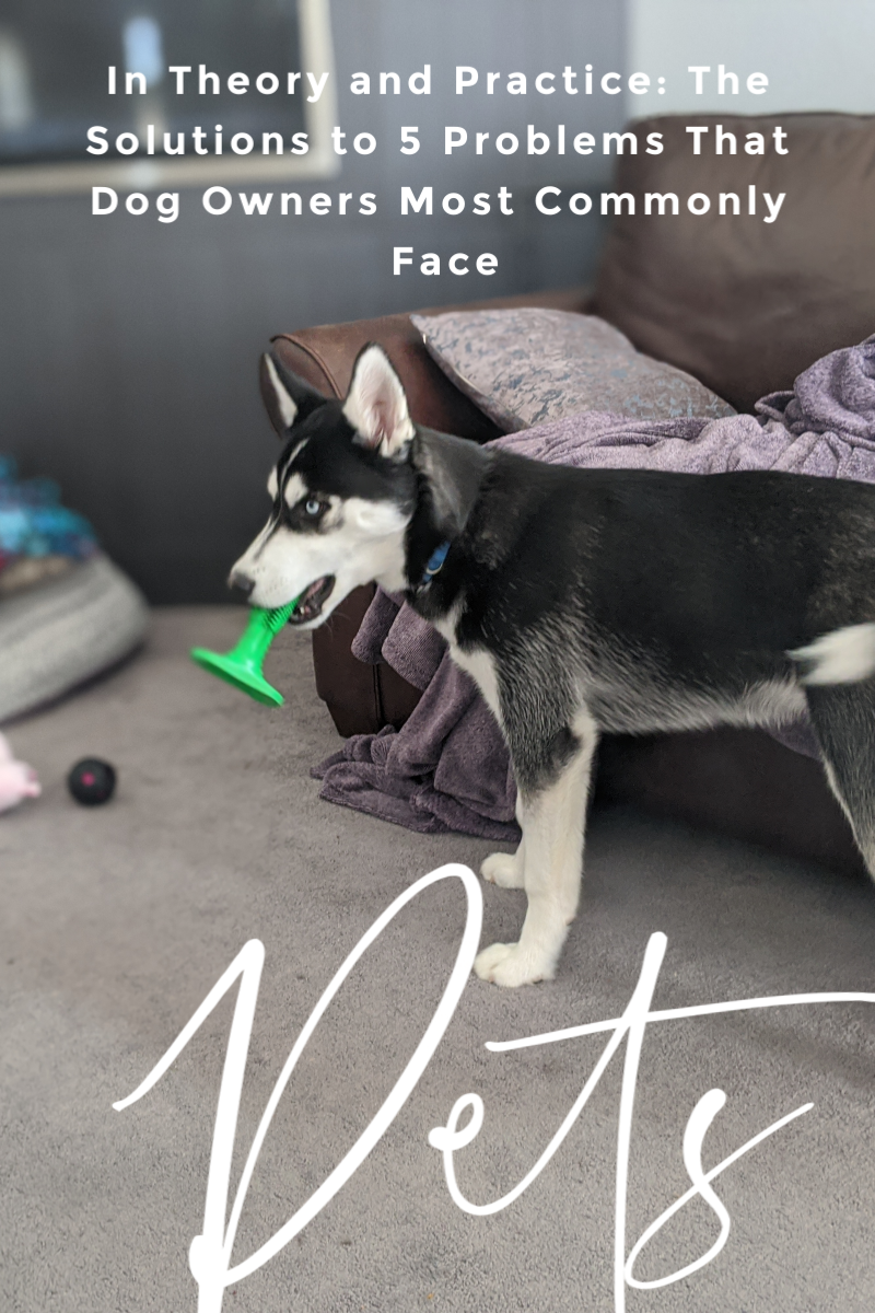 In Theory and Practice: The Solutions to 5 Problems That Dog Owners Most Commonly Face #siberianhusky #DogMom