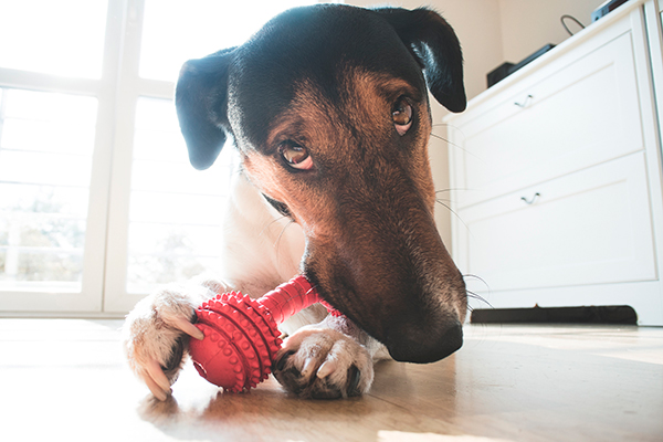4 Tips to Train Your Pet - “Chews” Wisely