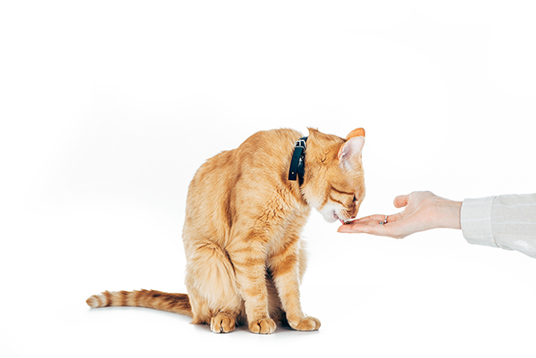 4 Tips to Train Your Pet - Reward with Treats