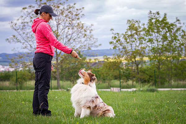 4 Tips to Train Your Pet - Be Patient, Start Slow