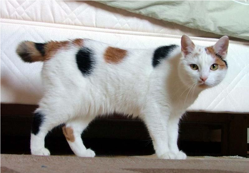 Energetic Cat Breeds for Your Home - Japanese Bobtail